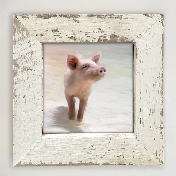 Pig in Sand Square